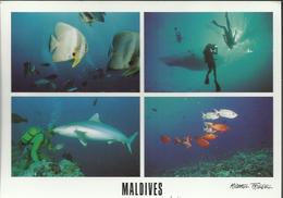 Maldives - Multivue - Destination France , Timbre De 1997 "Rosa Multiflora" - Maldivas