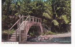 SAINT KITTS(ARBRE) - Saint-Christophe-et-Niévès