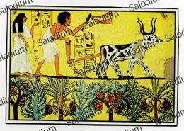 EGYPT - Egitto - Sengem Tomb - Agricoltura Allevamento Mucca Cov Buoi - Museums