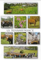Cantal Pittoresque : La Transhumance Multi-vues - Other & Unclassified