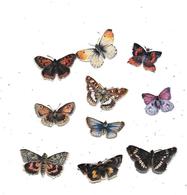 11526 - Lot De 10 Découpis, PAPILLONS - Animali