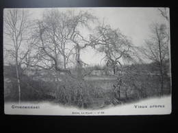 GROENENDAEL   Vieux Arbres - Hoeilaart