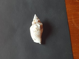 FILIPPINE 50mm - Seashells & Snail-shells