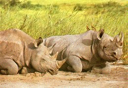 Rhinocéros (Kenya) - Rhinoceros