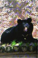 Tibet Bear, Euarctos Tibetanus, 2002 - Ours