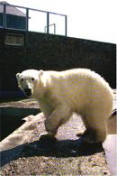 Polar Bear, Thalarctos Maritimus, 2002 - Ours