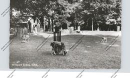 Delcampe - 8058 ERDING, Wildpark - Erding