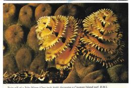 Twin Gill Of A Tube Worm Decorates A Cayman Island Reef. - Kaaimaneilanden