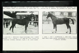 HARAS Louis Hardy (Saint Lo)   -  Présentation Pur Sang   - Coupure De Presse (encadré Photo) 1926 - Equitation