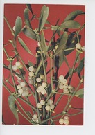 Mistletoe (viscum Album) Plante Qui Guérit Tous Les Maux (J. Arthur Dixon, Cp Vierge) - Plantes Médicinales
