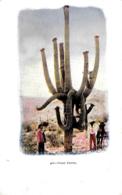 [DC12197] CPA - UNITED STATES - GIANT CACTUS - PERFETTA - Non Viaggiata - Other & Unclassified