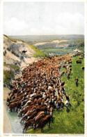 [DC12200] CPA - UNITED STATES - ROUNDING UP A HERD - PERFETTA - Viaggiata 1928 - Autres & Non Classés