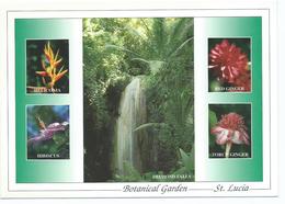 BOTANICAL GARDEN - SANTA LUCIA.- ( ANTILLAS ) - Sainte-Lucie