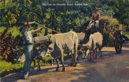 PUERTO RICO - T.P. NO CIRCULADA , OX CART ON COUNTRY ROAD , CARRO , CARRUAJE - Puerto Rico