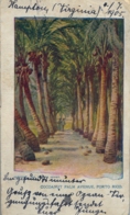 1905 PUERTO RICO - T.P.  CIRCULADA , COCONUT PALM AVENUE - Puerto Rico