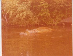 Real Photo - Hippopotamus - Zoo Garden Zoo Park 115/90 - It Was Glued Into The Album - Hippopotames