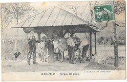 LE CHATELET (58) Agriculture Ferrage Des Boeufs Gros Plan - Autres & Non Classés