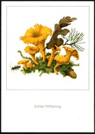 D5632 - TOP Gerhard Schmidt Künstlerkarte - Pilze Pfifferling - Planet Verlag DDR - Mushrooms