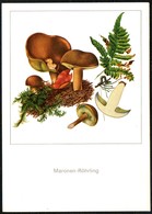 D5633 - TOP Gerhard Schmidt Künstlerkarte - Pilze Marone - Planet Verlag DDR - Mushrooms