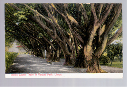 Costa Rica Indian Laurel Trees Vargas Park, Limon Ca 1920 Old Postcard - Costa Rica