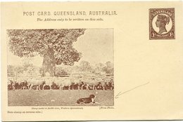 AUSTRALIE ENTIER POSTAL NEUF ILLUSTRATION SHEEP UNDER A BOTTLE-TREE WESTERN QUEENSLAND (POST CARD QUEENSLAND AUSTRALIA) - Postal Stationery