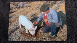 Delcampe - CPM CHERCHEUR De TRUFFES Dite Diamant Noir COCHON PORC ED  CLE DES CHAMPS 9622 - Bauern