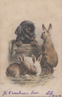 Illustrateurs - Chien Teckel - Chiot Dachshund - Lapin - 1906 - Editions MM Vienne N° 220 - Ante 1900