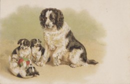 Illustrateurs - Chien Epagneul - Chiots - Mère Et Ses Petits - Avant 1900