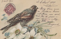 Illustrateurs - Oiseaux - Fleurs Narcisses Myosotis - 1904 - Façon Klein - Avant 1900