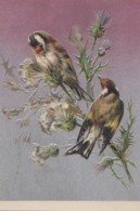 Illustrateurs - Oiseaux Chardonnerets Sur Chardons - Carte Gaufrée - Espana - Aluminium - Avant 1900