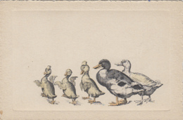 Illustrateurs - Famille Canards Et Cannetons - Précurseur - Before 1900