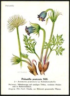 D5658 - H.J. Berthold Künstlerkarte - Pulsatilla Kühchenschelle - Piante Medicinali