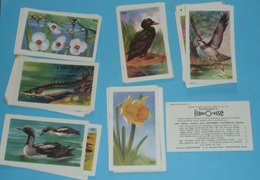 Lot D'images De Collecteur Publicitaire, Entremets FRANCORUSSE, Album N°3, Nature Rivières Oiseaux, Fleurs, Poissons - Collezioni