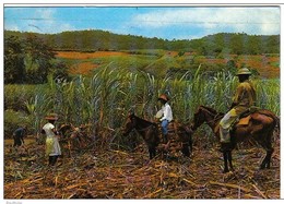 Carte Postale  Martinique Trinite  Récolte De La Canne à Sucre Très Beau Plan - La Trinite