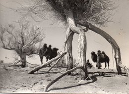 MONGOLIA-REAL PHOTO - Mongolië