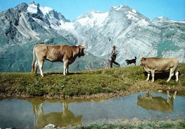 BRIGELS Landwirtschaft Auf Der Alp Rubi Bauer Mit Kühen - Breil/Brigels