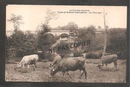 La Correze Illustree   Au Paturage    Vaches - Autres & Non Classés