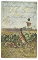 Hasen Im Kohlfeld Vogelscheuche Signiert Müller 1912 Nach Genf - Müller, August - München