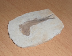 RARITÄT - FOSSIL … FISCH In STEIN, Wunderschönes Stück, 9 X 6,5 X 0,7 Cm - Fossils