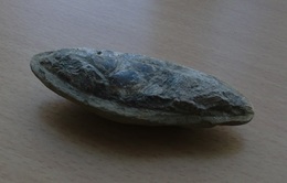 FOSSIL, Größe Ca. 12 X 4 X 3 Cm - Fossils