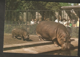 5k. FAUNA Hippo Hipopotam Hippopotamus Amphibius - RUCH - Hippopotames