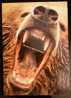 Bear's Mouth Carte Postale - Ours