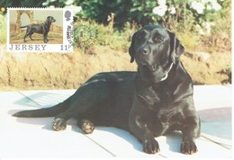 CARTE MAXIMUM LABRADOR 1988 - Jersey