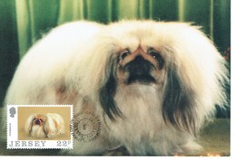 CARTE MAXIMUM PEKINGESE 1988 - Jersey