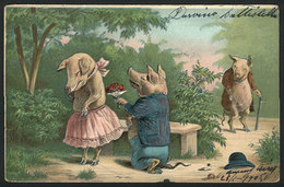 ARTIST SIGNED: Pigs In Love, Used In Argentina In 1905, VF Quality - Autres & Non Classés