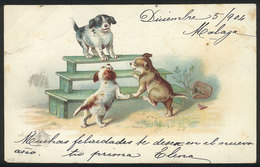 ARTIST SIGNED: Puppies Playing, Used In 1904, With Small Tear At Left, Good Appearance - Other & Unclassified