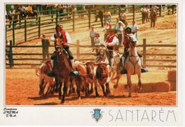 Santarém , Campinos At Agricultural Fair , Horses , Bulls , - Douane