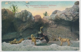 Gerald Hagenbeck's Tierpark - Stellingen - Offene Raubtierschlucht - 1908 - Stellingen