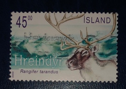 Renna - Reindeer "Rangifer Tarandus" - Usados