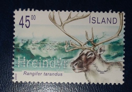 Renna - Reindeer "Rangifer Tarandus" - Gebruikt